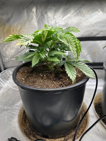 White Russian — vegetative, day 23