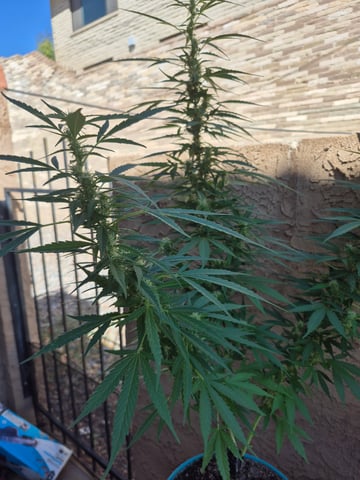 new strain — flower, day 60