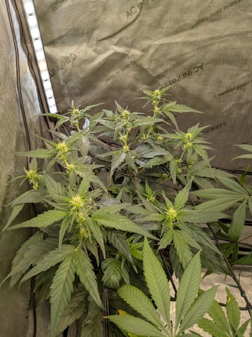 White Widow? — flower, day 44