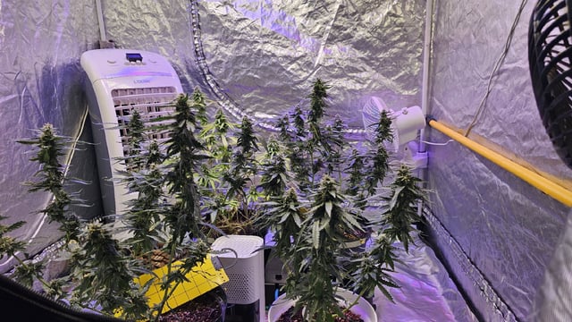 Amnesia Haze Run — flower, day 72