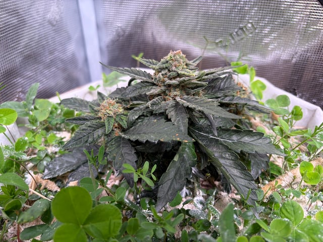 510 First Run! — flower, day 65