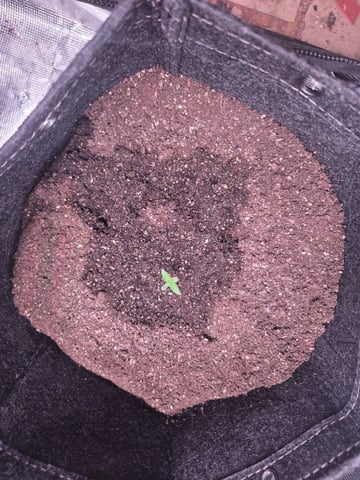 Blue Dream Feminized  — seedling_rooting, day 18