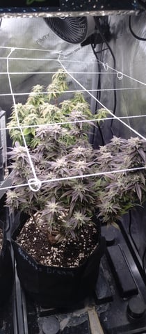 Second Grow — flower, day 40