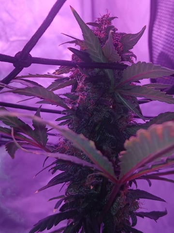 CountryG  — seedling_rooting, day 67