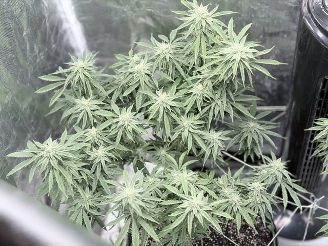 New LADIEZZ — flower, day 104