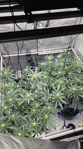 lilac diesel Rbx2 — flower, day 78