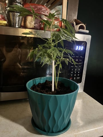 White Widow Auto — flower, day 44