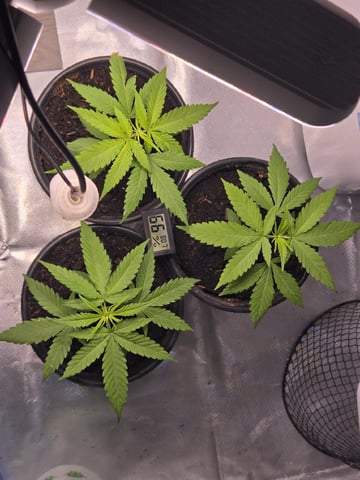 first grow second plant  — vegetative, day 24