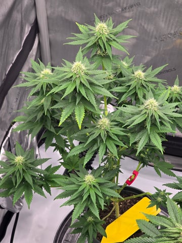 Homegrown - 🍒 🥧 & GSC Auto, 🚀 Seeds 🍌 Buttercups  — flower, day 57