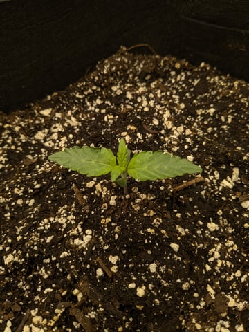 first grow — seedling_rooting, day 5