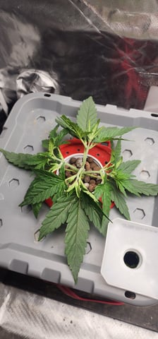 El Chemi Kiwi autoflower  — vegetative, day 17