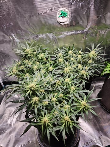 Autoflower grow. my first grow  — flower, day 53