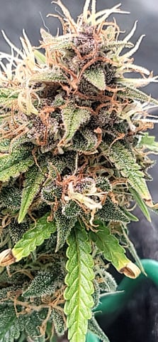 Number Two.  Lola — flower, day 93