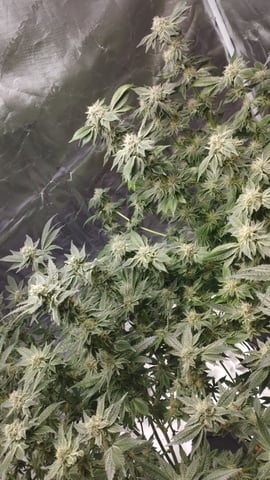 First Grow - - - Hydroponic - - - Roswell Code (2 plants)  — flower, day 40
