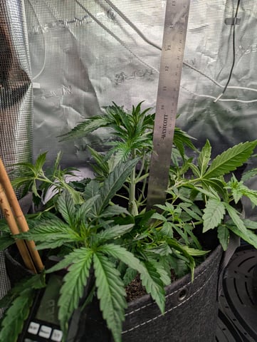 Boogie Brew + Bloom — vegetative, day 56