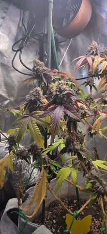 Looking for advice! — flower, day 104