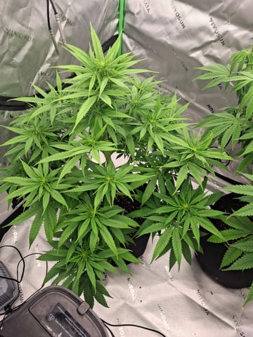 Do Si Dos -Cookies — flower, day 73