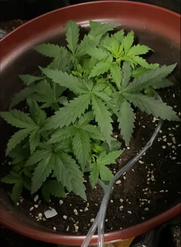 Bruce Banner (Auto) — vegetative, day 18