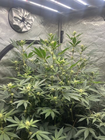 The Bling  — flower, day 98