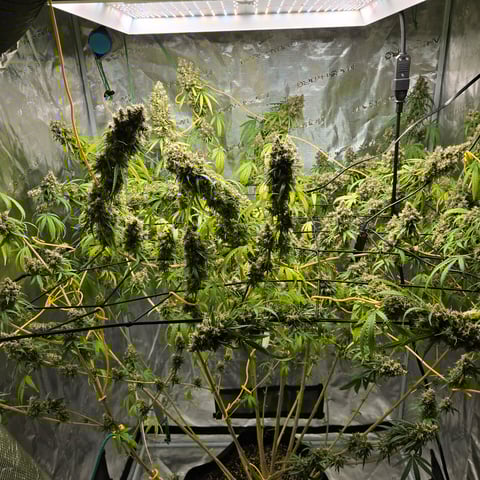 Big Momma Blue Dream  — flower, day 68