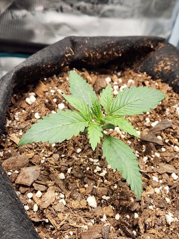 second grow — seedling_rooting, day 9