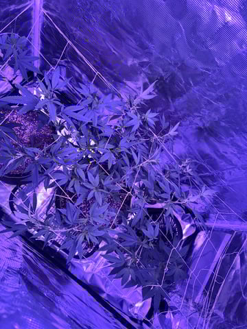 CANDYLAND — flower, day 105