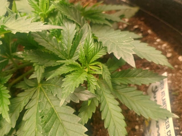lil Slurry, first grow — vegetative, day 25