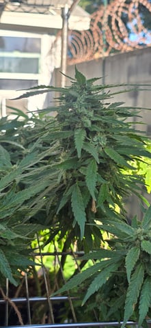 Mystery Weed Plant — flower, day 142