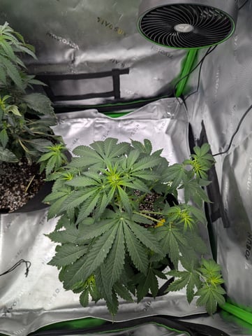 First Grow — vegetative, day 31