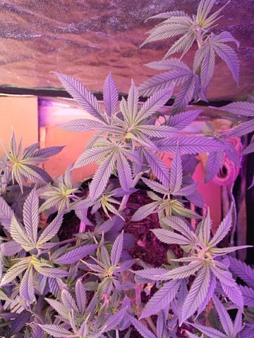 Purple Plum Perfect 💜 & 2 Grape Runtz 🍇 Mainlining garden.  — vegetative, day 102