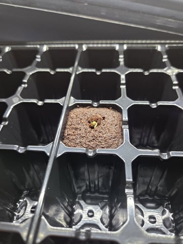 Wedding Cake Photo — germination, day 3