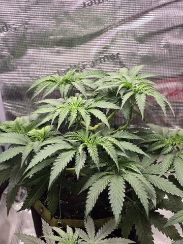 mc nuggets r1 — vegetative, day 40