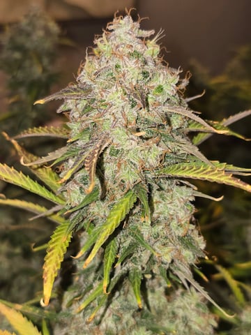 2nd Autoflower Indoor Grow — flower, day 95