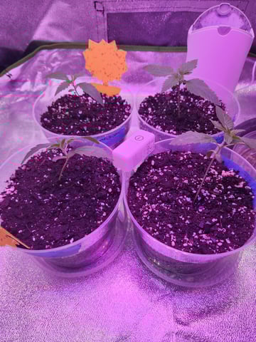 Another round of Mephisto Genetics from Schoolyard Crush and Do-si-delirium drops. — seedling_rooting, day 10