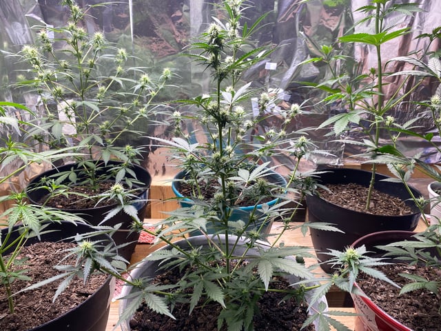 Rainbow Mints — flower, day 16