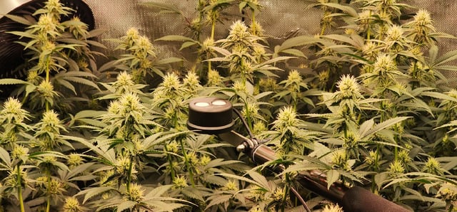 Straight Blasted  — flower, day 26