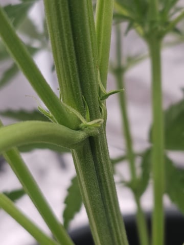 Cheshablue  — vegetative, day 8