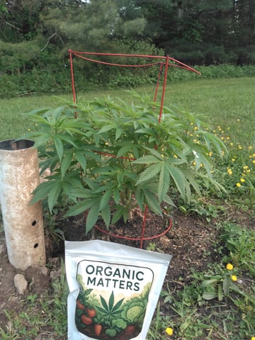 Motorbreath 15 — vegetative, day 22