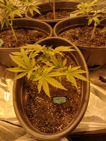 mr — vegetative, day 38