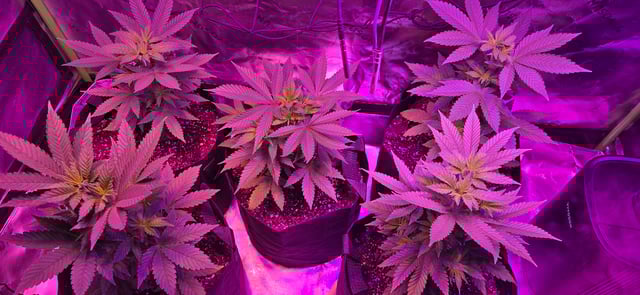 basement grow — vegetative, day 43