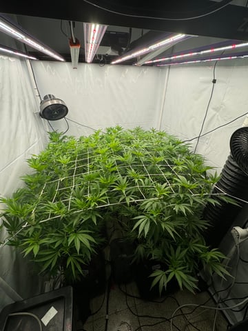 Permanent Marker, Gary Payton — flower, day 10