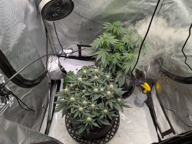 Grow Tent Starts — flower, day 72