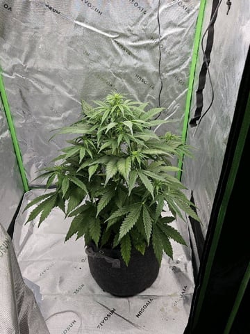 Gorilla Z auto — flower, day 58