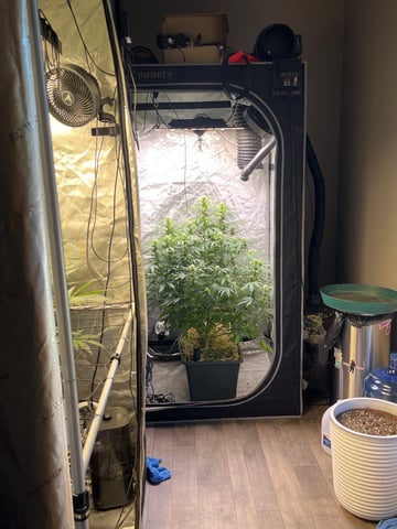 The Bling  — flower, day 93