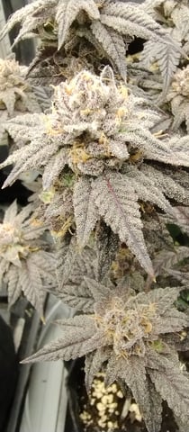 Second Grow — flower, day 54