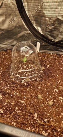 New Strains — vegetative, day 14