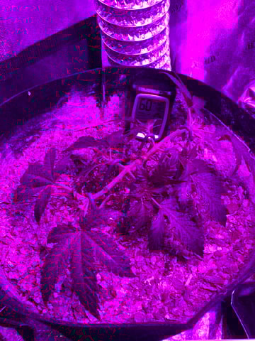 Amnesia Haze (First Ever Grow) — vegetative, day 35