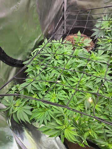 Purple Haze  — flower, day 49