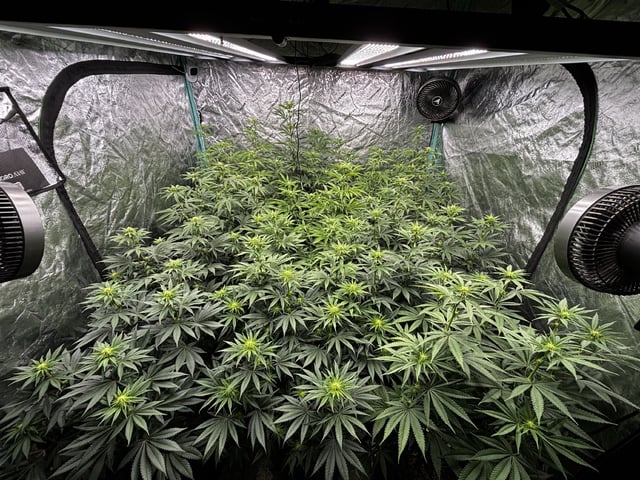 PKB remix/PotG — flower, day 91