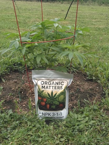 Motorbreath 15 — vegetative, day 9